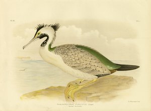 Cormorano maculato, 1891
